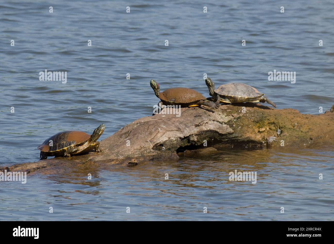 Eastern River Cooters, Pseudemys concinna concinna und Rotohr Slider, Trachemys scripta elegans, auf Baumstämmen Stockfoto