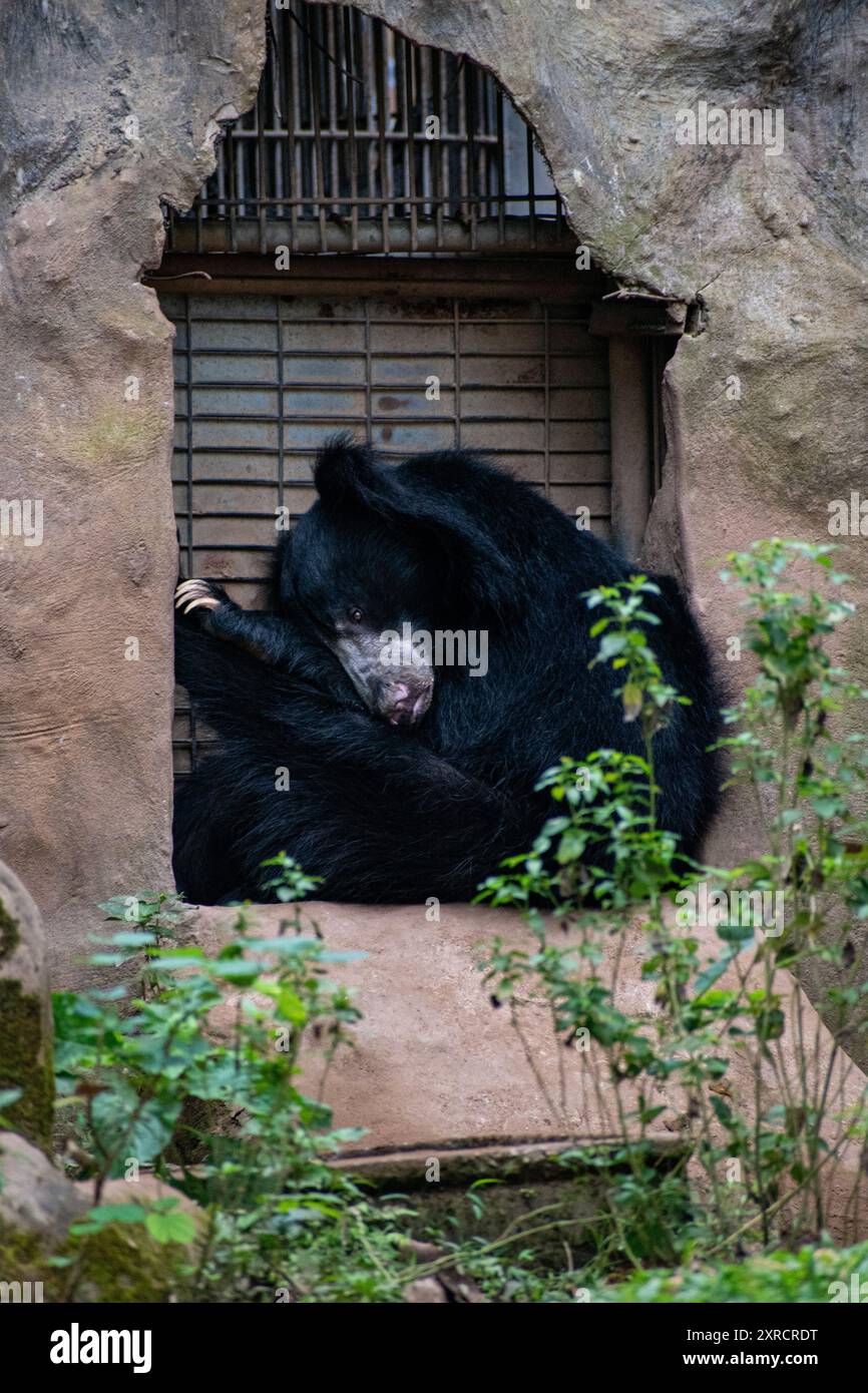 asiatischer Schwarzbär Stockfoto