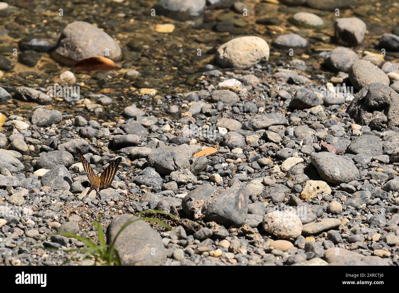 585 Vielbändiger Dolchschmetterling - Marpesia chiron, chironsubspezies - Puddling am Yumuri River, Schluchtgebiet in der Nähe der Mündung. Baracoa-Kuba. Stockfoto