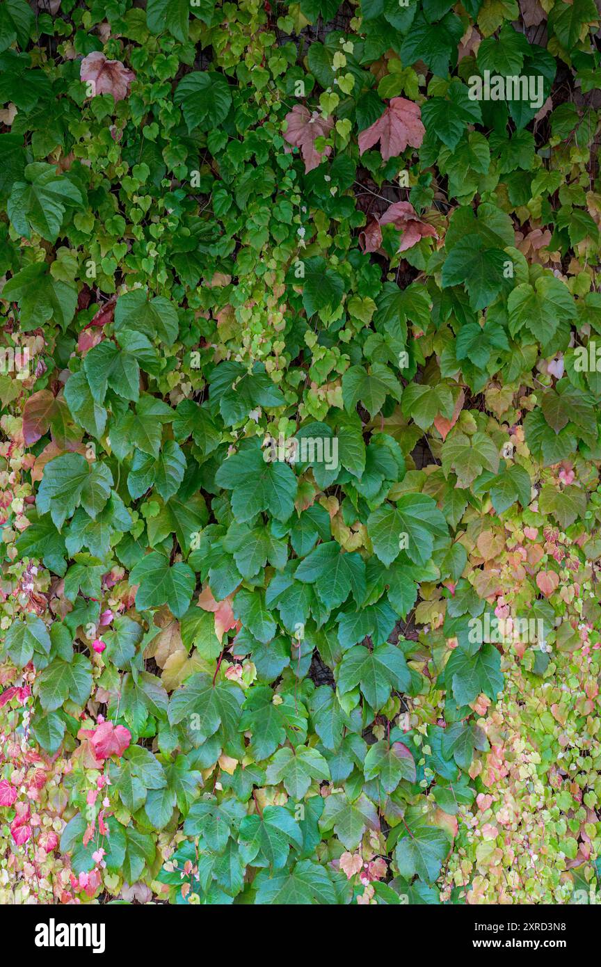 Muster und Kunstfertigkeit der Natur in den kriechenden Weinstöcken und immergrünen Blättern mit Herbstfarben, die eine Mauer in einer kleinen Stadt in N.S.W. vollständig bedecken. Stockfoto
