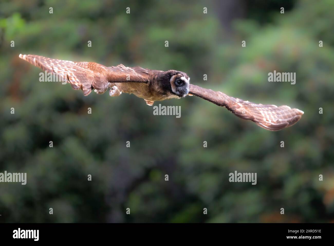 Braune Holzeule (Strix leptogrammica) im Flug Stockfoto