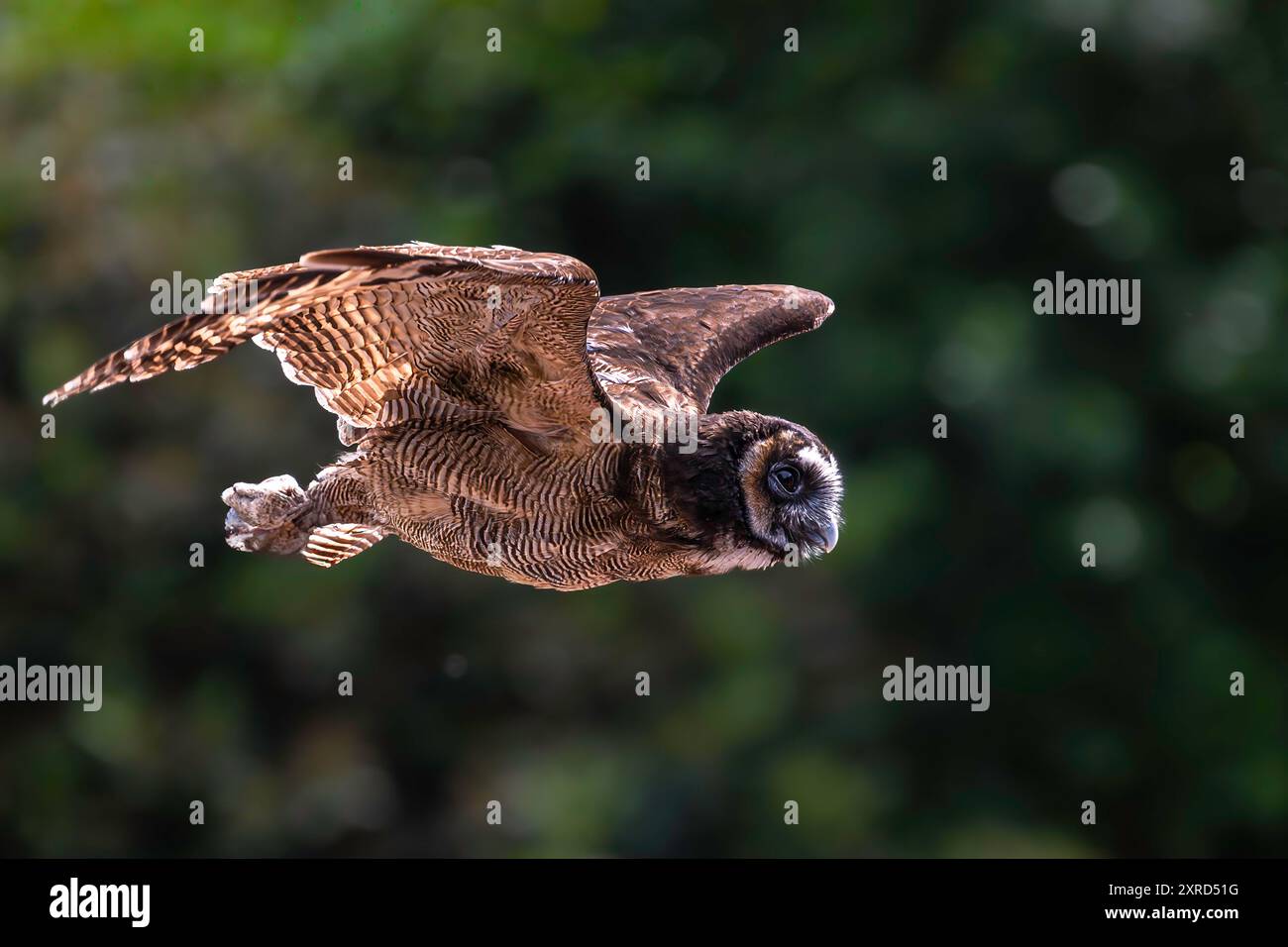 Braune Holzeule (Strix leptogrammica) im Flug Stockfoto