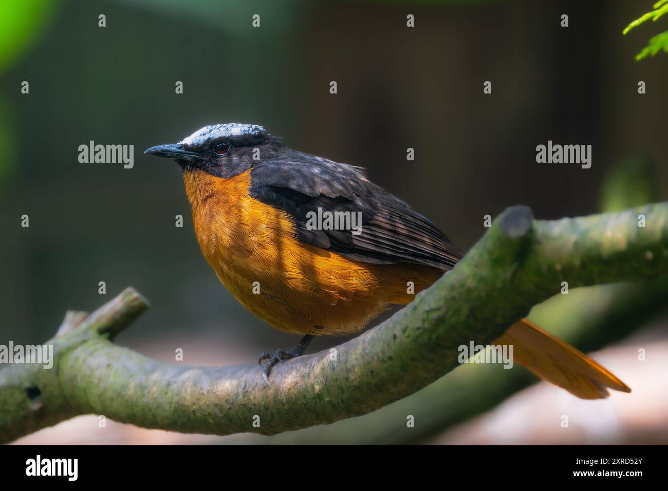 Weissgekrönte Robin-Chat (Cossypha albicapillus) Stockfoto