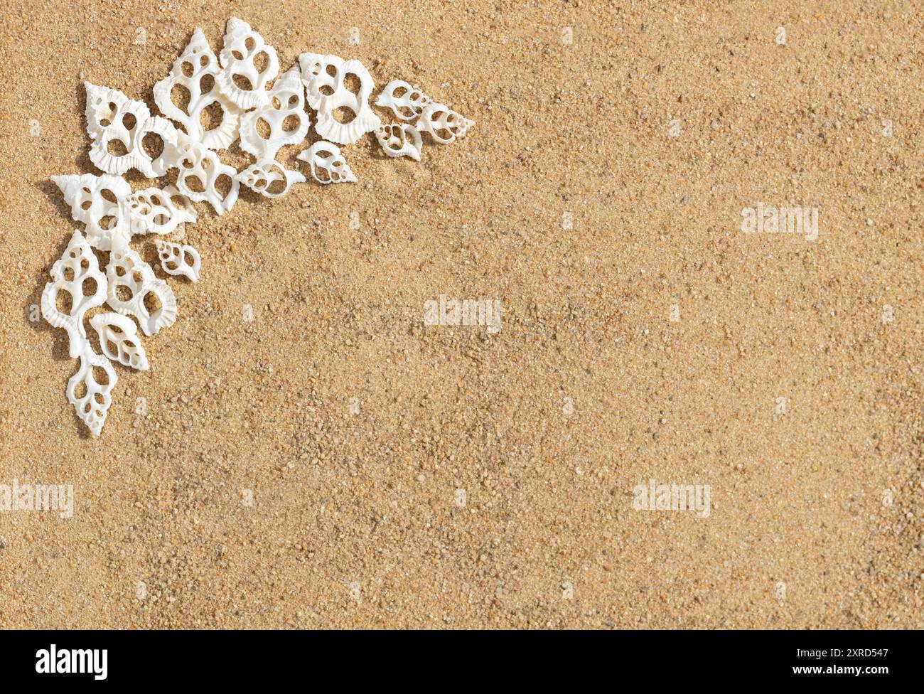 Rahmen mit geschnitzten weißen Muscheln auf dem Sand. Wunderschöne Muscheln am Strand mit einem Kopierraum. Draufsicht, flach. Stockfoto