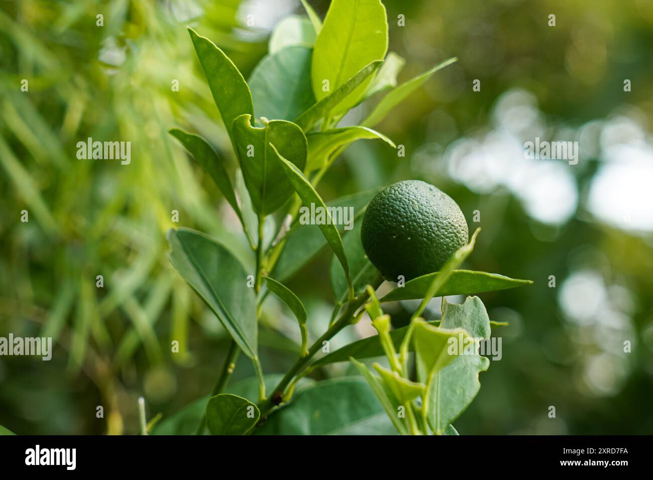 Calamansi oder Calamondin tropische Kalkpflanze, die im Freien frisch wächst Stockfoto