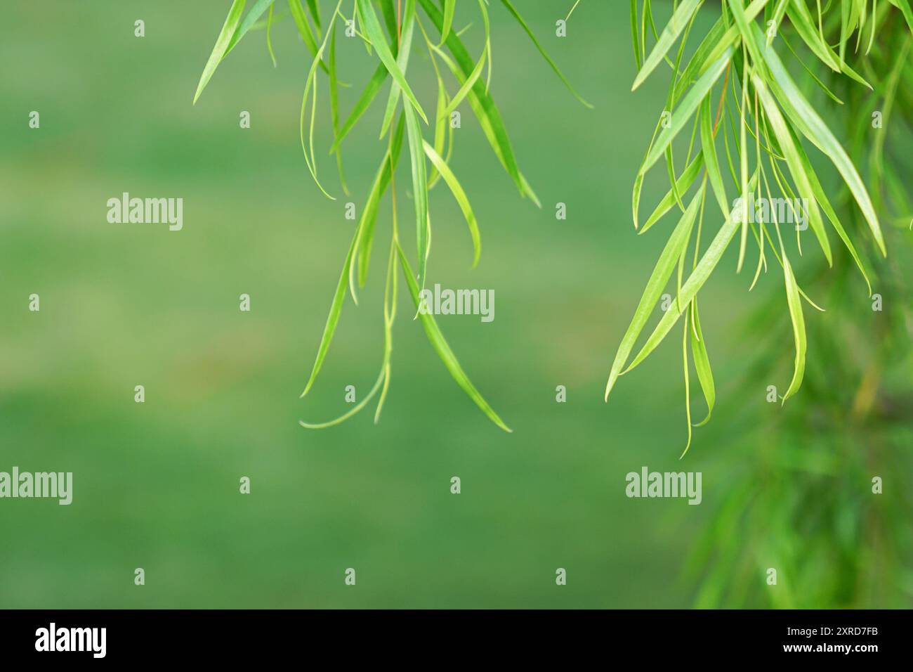 Weinendes Weidengrün hinterlässt Hintergrund Stockfoto