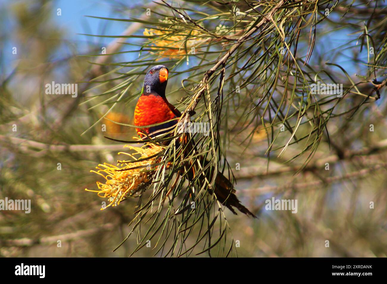 Rainbow lorikeet in Grevillea-Baum Stockfoto