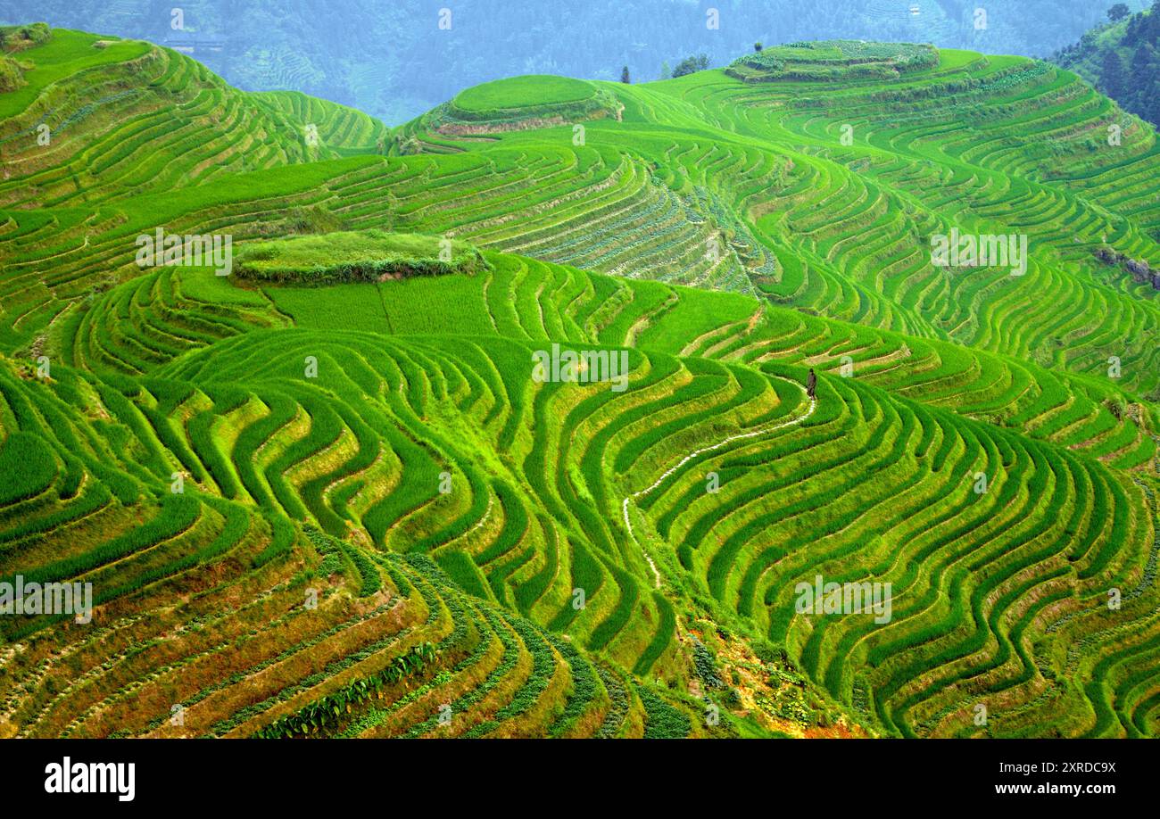 Luftaufnahme der Reisterrassen. Fotografiert in Longji, Guangxi, China. Stockfoto