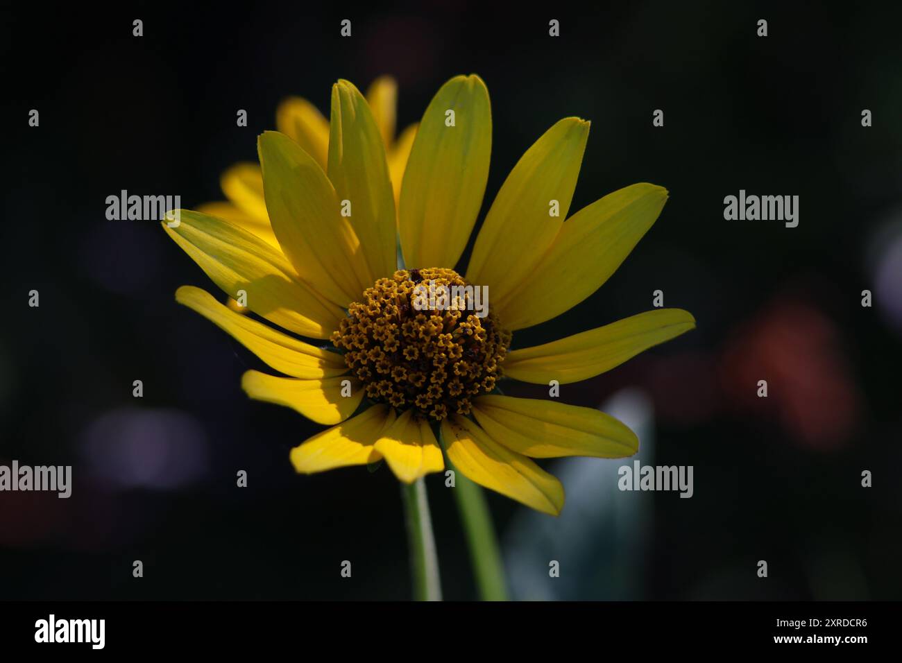 Steife Sonnenblume, auch bekannt als Helianthus pauciflorus Stockfoto