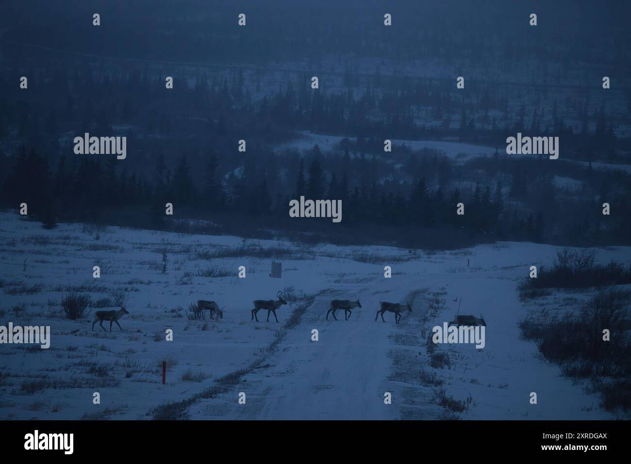 Sechs Karibus laufen in einer Schlange über eine Straße an einem dunklen, nebeligen Nachmittag in Alaska. Stockfoto