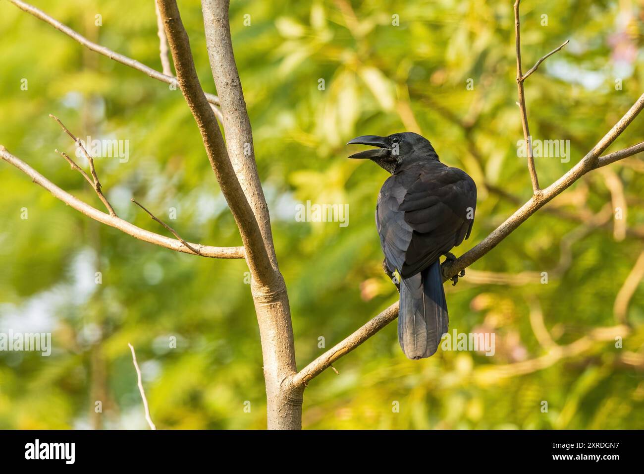 Die Großschnabelkrähe (Corvus macrorhynchos) ist ein großer schwarzer Vogel mit robustem Körper, dickem Schnabel und glänzendem Gefieder. Stockfoto