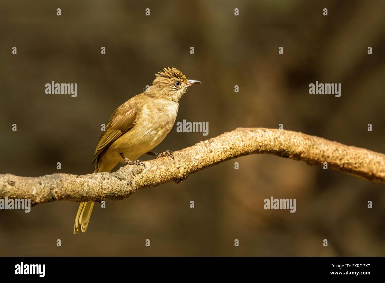 Der Streak-Oared Bulbul (Pycnonotus conradi) ist ein mittelgroßer singvogel mit olivbraunen Oberteilen und blassgelblichen Unterteilen. Es hat eine Besonderheit Stockfoto