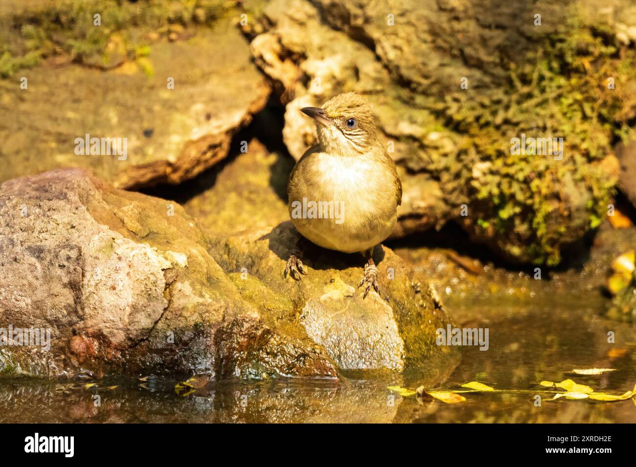 Der Streak-Oared Bulbul (Pycnonotus conradi) ist ein mittelgroßer singvogel mit olivbraunen Oberteilen und blassgelblichen Unterteilen. Es hat eine Besonderheit Stockfoto