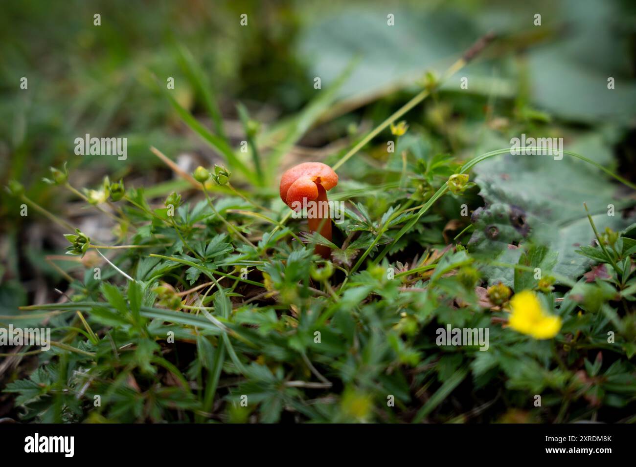 Kleiner roter Pilz auf einer Wiese Stockfoto