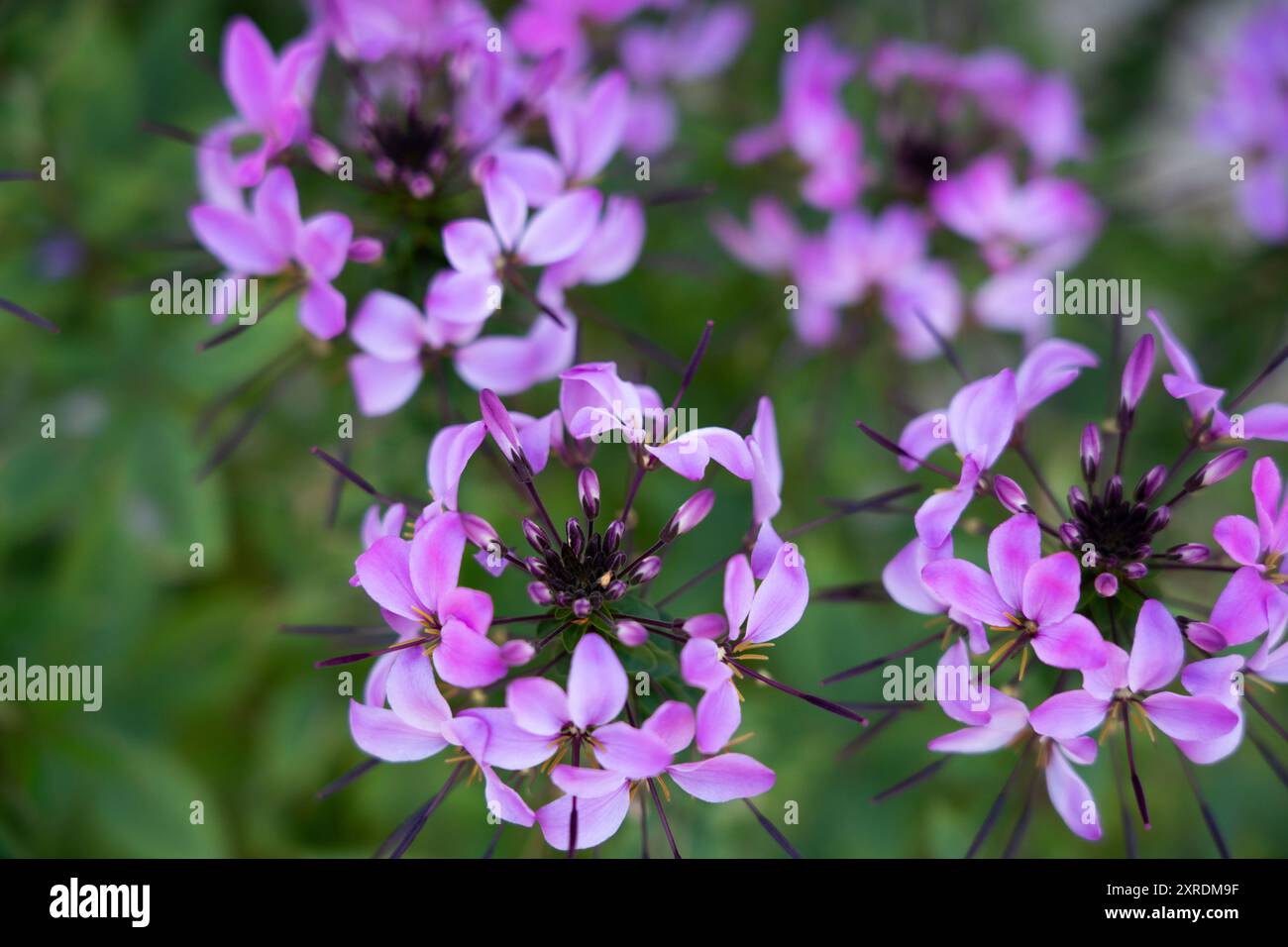 Gruppe von Fuchsia cleome hassleriana Blüten Stockfoto