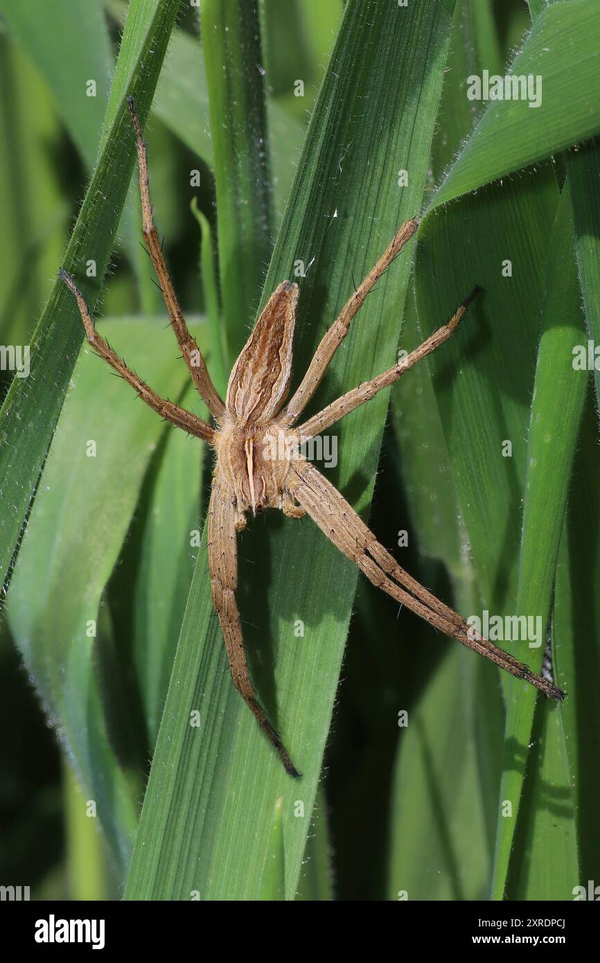 Baumschule Web Spider - Pisaura mirabilis Stockfoto