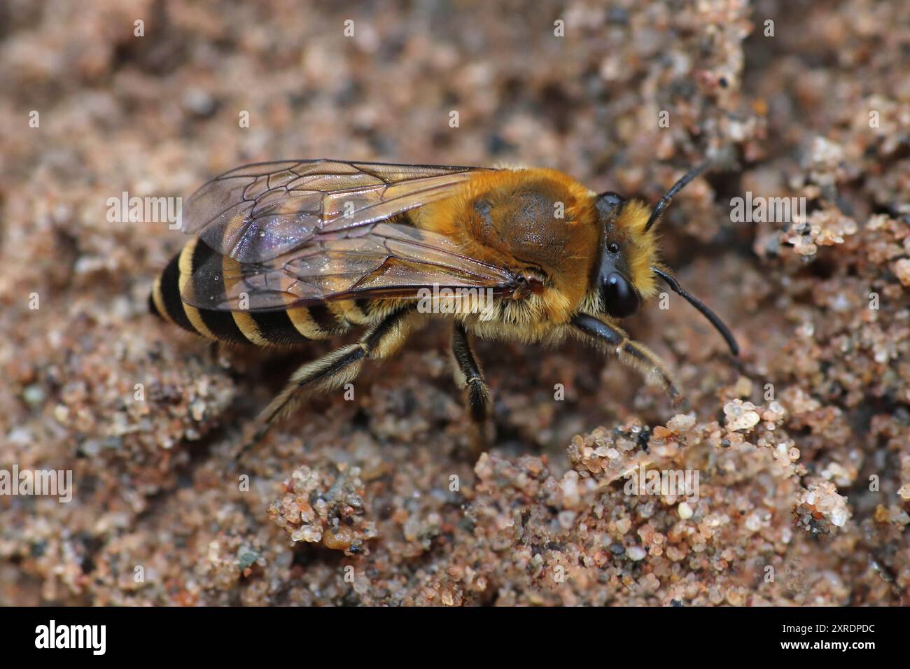 Ivy Mining Bee Colletes hederae Stockfoto