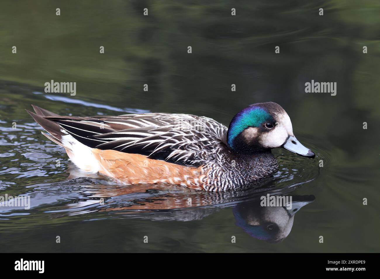 Männliche Chilöe Wigeon Anas sibilatrix (Mareca sibilatrix) Stockfoto