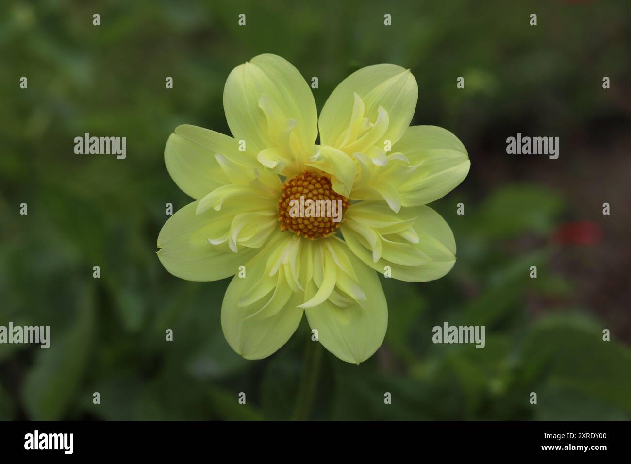 Nahaufnahme einer schönen Blume von Dahliengelber Vogel im Colarette-Stil, grüner verschwommener Hintergrund, Kopierraum Stockfoto