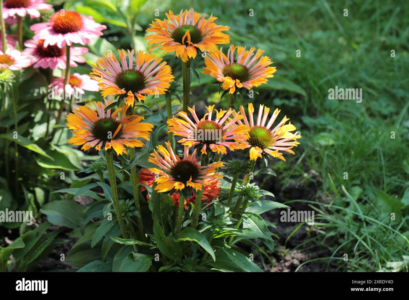 Aufnahme orange-gelber Echinacea purpurea-Blüten in einem Gartenbeet Stockfoto