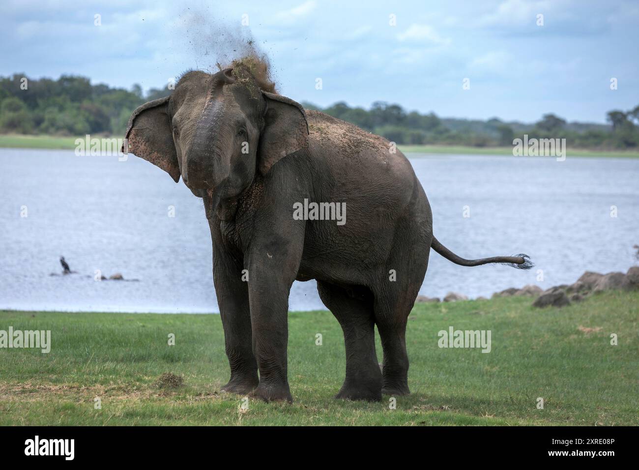 Ein wilder Elefant sprüht Schmutz auf den Rücken neben dem Tank (Reservoir) im Minneriya Nationalpark in Habarana in Sri Lanka. Stockfoto