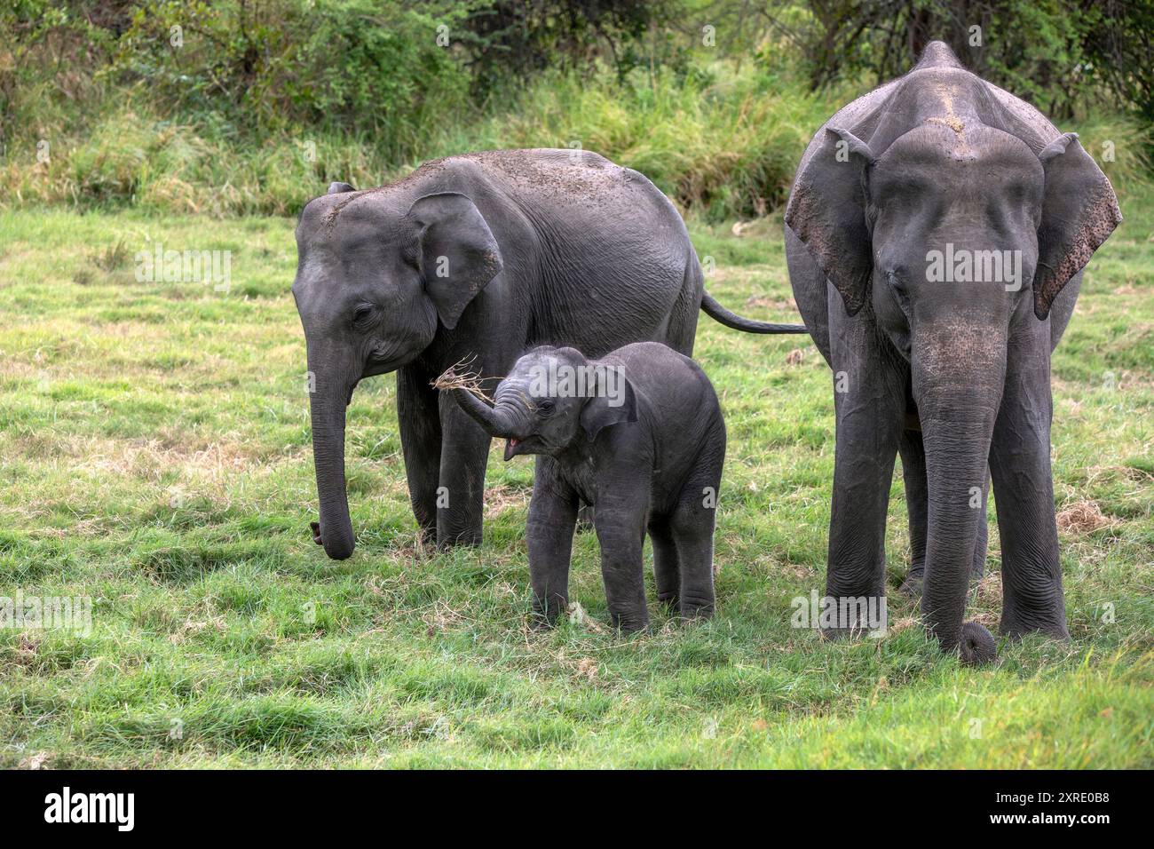 Drei wilde Elefanten, darunter ein junges Kalb, weiden auf Grasland im Minneriya-Nationalpark in Habarana in Sri Lanka. Stockfoto