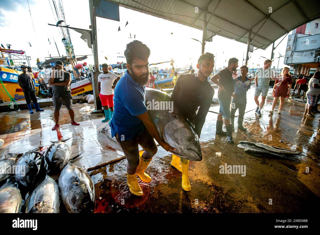 Die Arbeiter tragen einen gelben Flossenthunfisch zu einem Lkw, nachdem sie am frühen Morgen auf dem Negombo Fish Market in Sri Lanka verkauft wurden. Stockfoto
