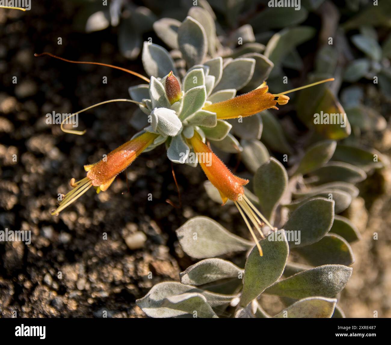 Orangegelbe Blüten und graugrüne Blätter von Eremophila glabra, Kalbarri-Teppich, im Queensland Garden, Australien. Sie stammt aus Westaustralien. Stockfoto