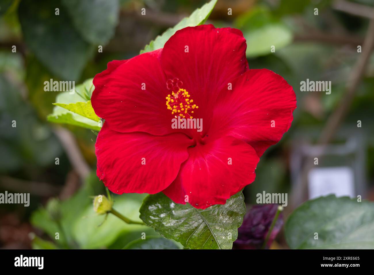 Wunderschöne Makroaufnahme einer chinesischen Rose Marshmallow Blume Stockfoto