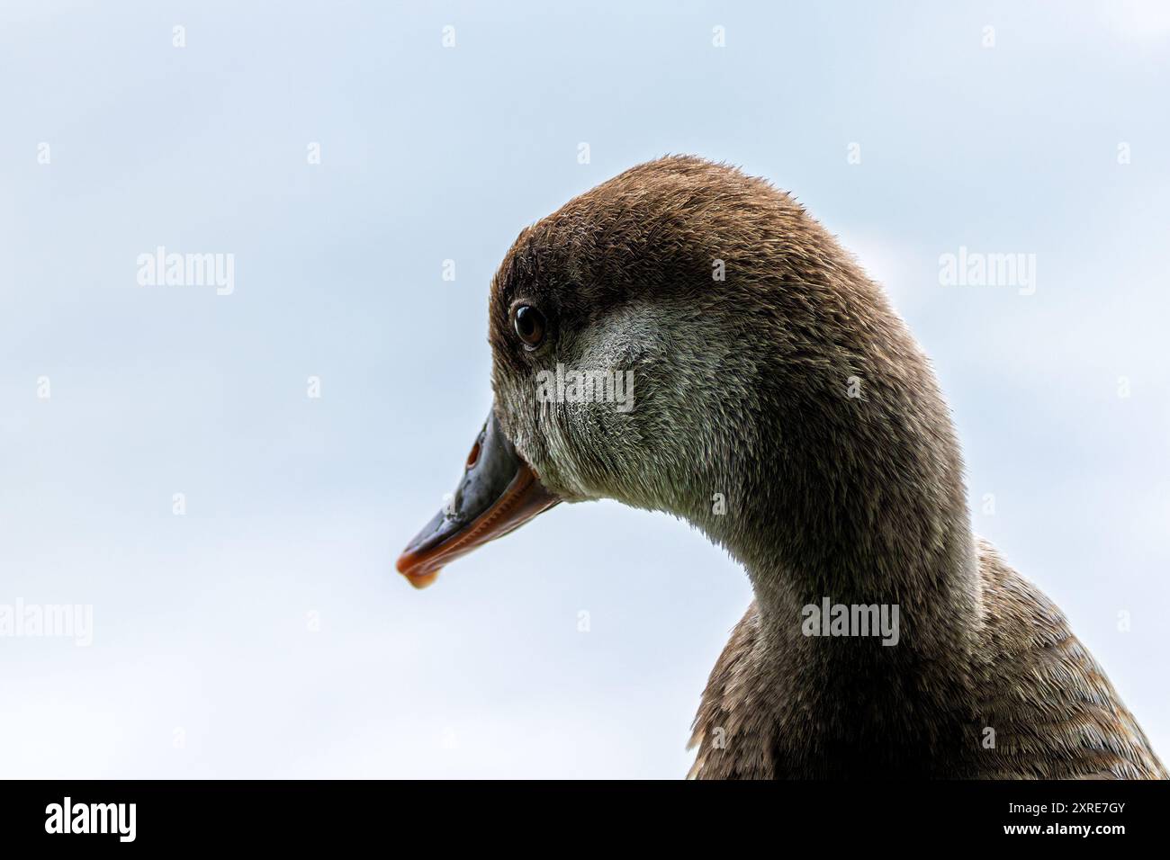 Rotkäppchen aus dem Englischen Garten in München. Ernährt sich von Wasserpflanzen, Samen und kleinen wirbellosen Tieren. Häufig in Seen, Flüssen und zu finden Stockfoto