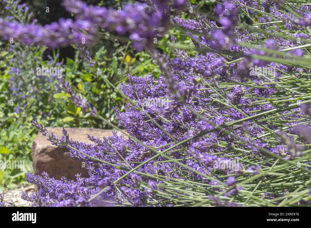 Lavendelfeld in Italien. Blühende Lavendelblüten. Blumenhintergrund. Stockfoto