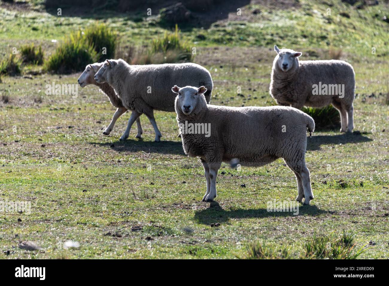 Eine Herde sächsischer/Merino-Schafe auf einer Farm in der Nähe der historischen Stadt Evendale in Tasmanien, Australien. Stockfoto