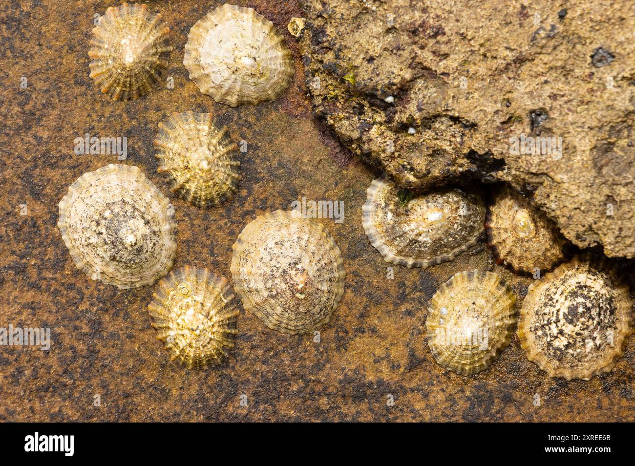 Die Limpet lebt in der Gezeitenzone und ist sehr hart und passt sich zweimal täglich extremen Bedingungen an. Ihr muskulöser Fuß sorgt für sicheren Halt Stockfoto