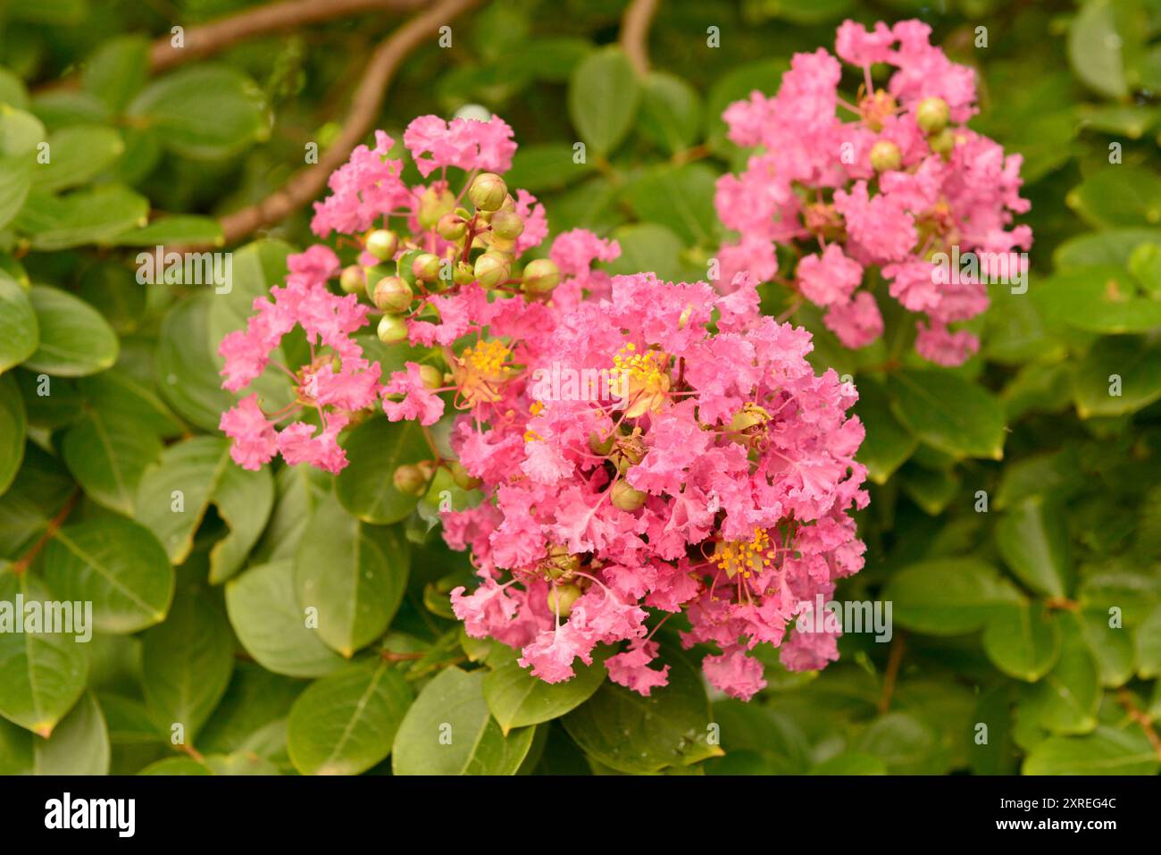 Queen's Crape Myrte rosa Blumen Lagerstroemia speciosa (L.) Pers. Stockfoto
