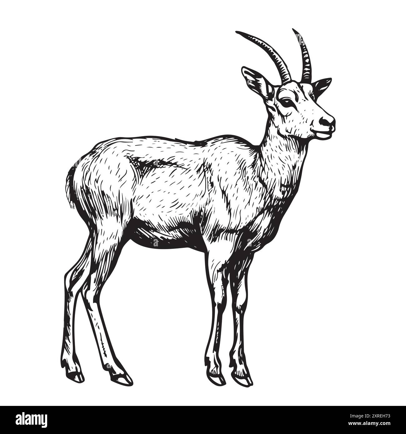 Gazelle. Strichzeichnung Schwarzweiß-Illustration. Vektor. Stock Vektor