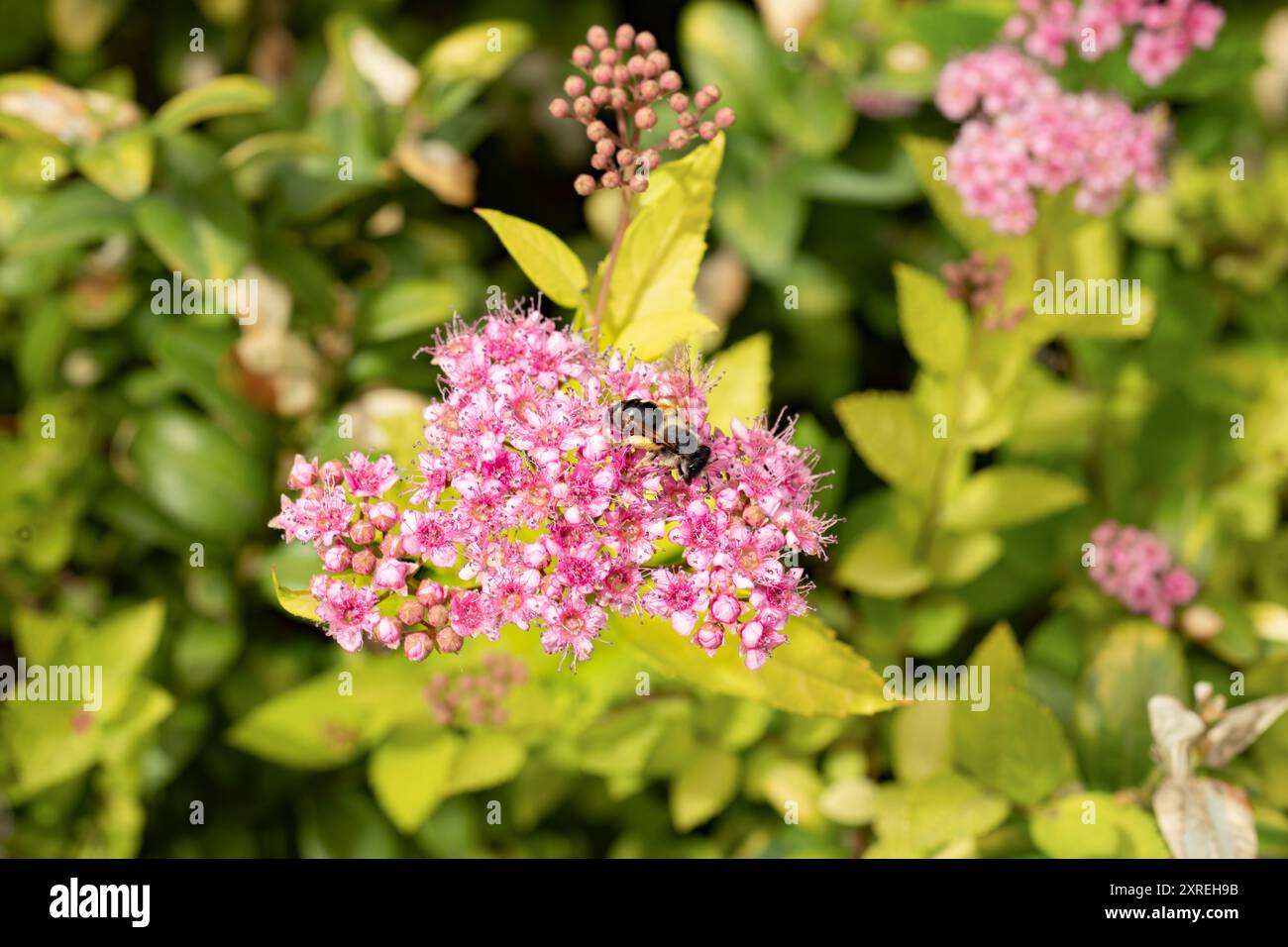 Spiraea Zweig, blühende japanische Spirea rosa Blüte mit Biene im Frühlingsgarten Stockfoto