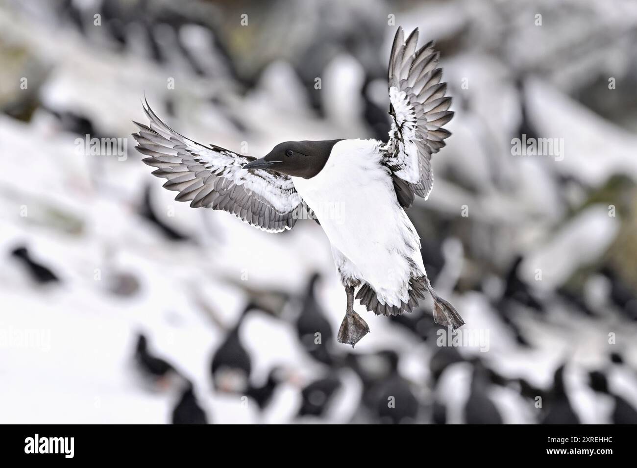 Gemeinsame guillemot im Flug Stockfoto
