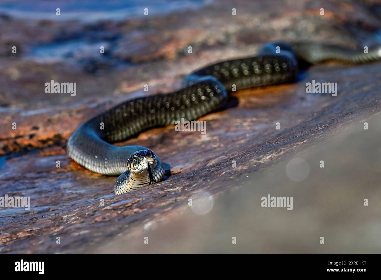 Grasschlange am Ufer Stockfoto