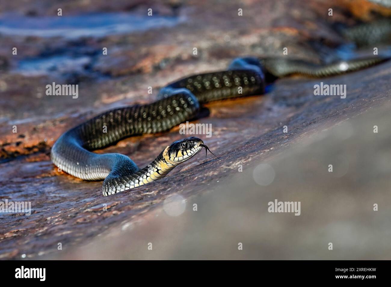 Grasschlange am Ufer Stockfoto