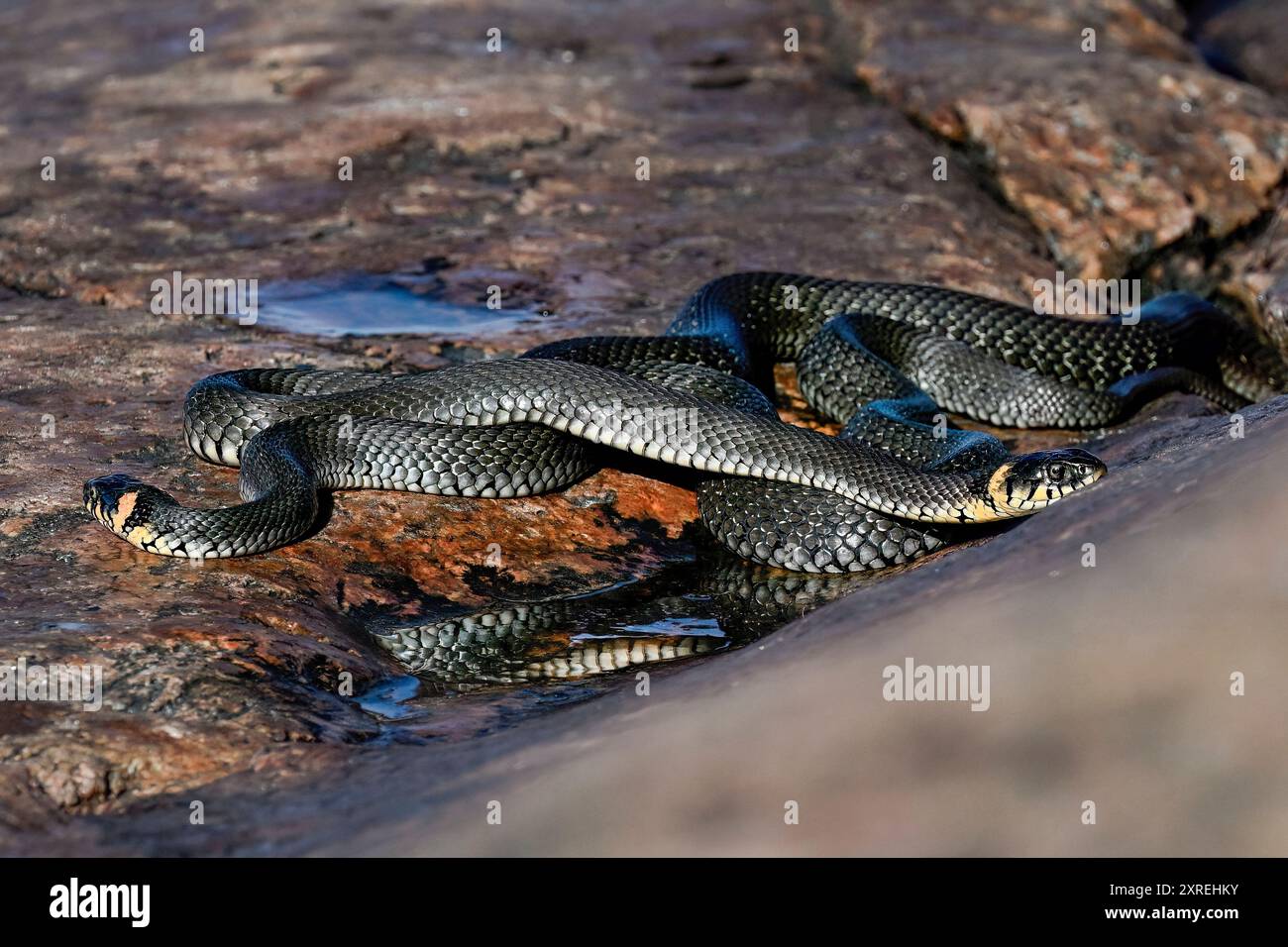 Grasschlangen am morgendlichen Meetup Stockfoto