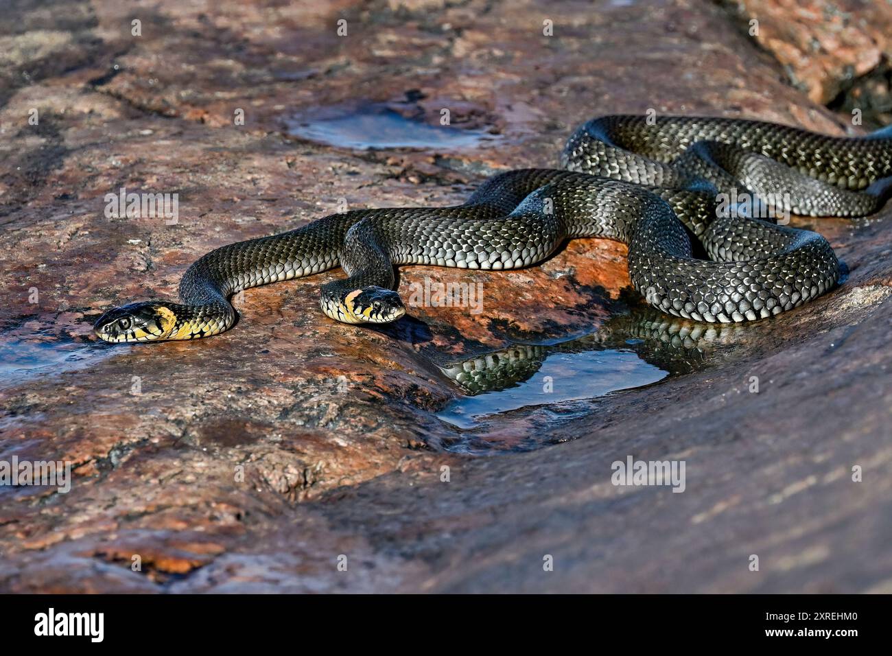 Grasschlangen am morgendlichen Meetup Stockfoto