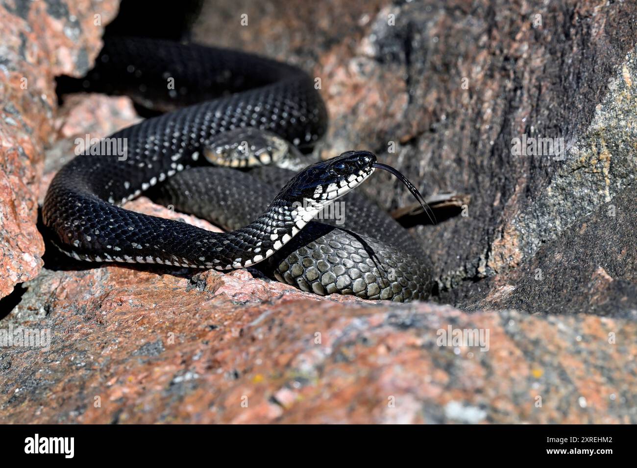 Grasschlangen kneifen sich in der Felsspalte Stockfoto
