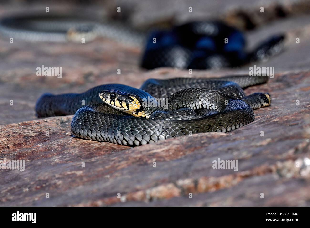Grasschlange, die sich auf den Uferfelsen sonnt Stockfoto