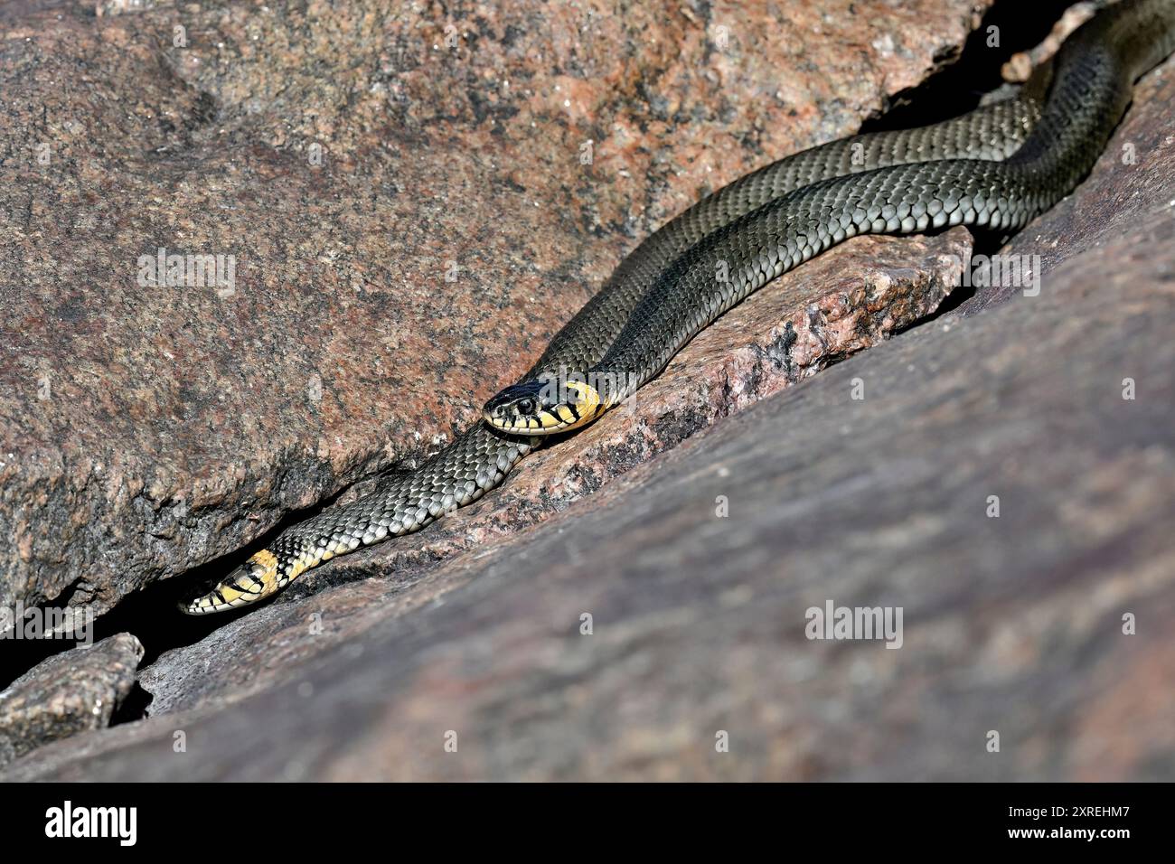 Grasschlangen kneifen sich in der Felsspalte Stockfoto
