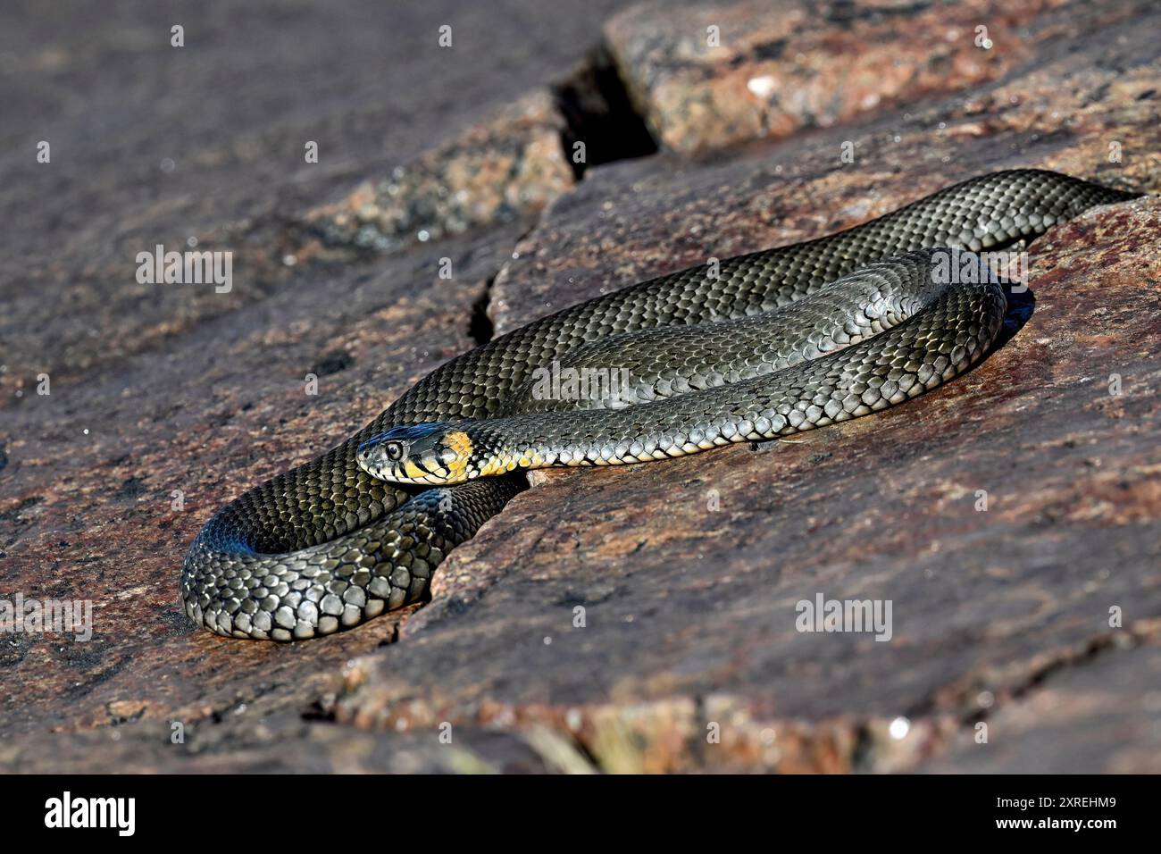 Grasschlange, die sich in der Felsspalte sonnt Stockfoto