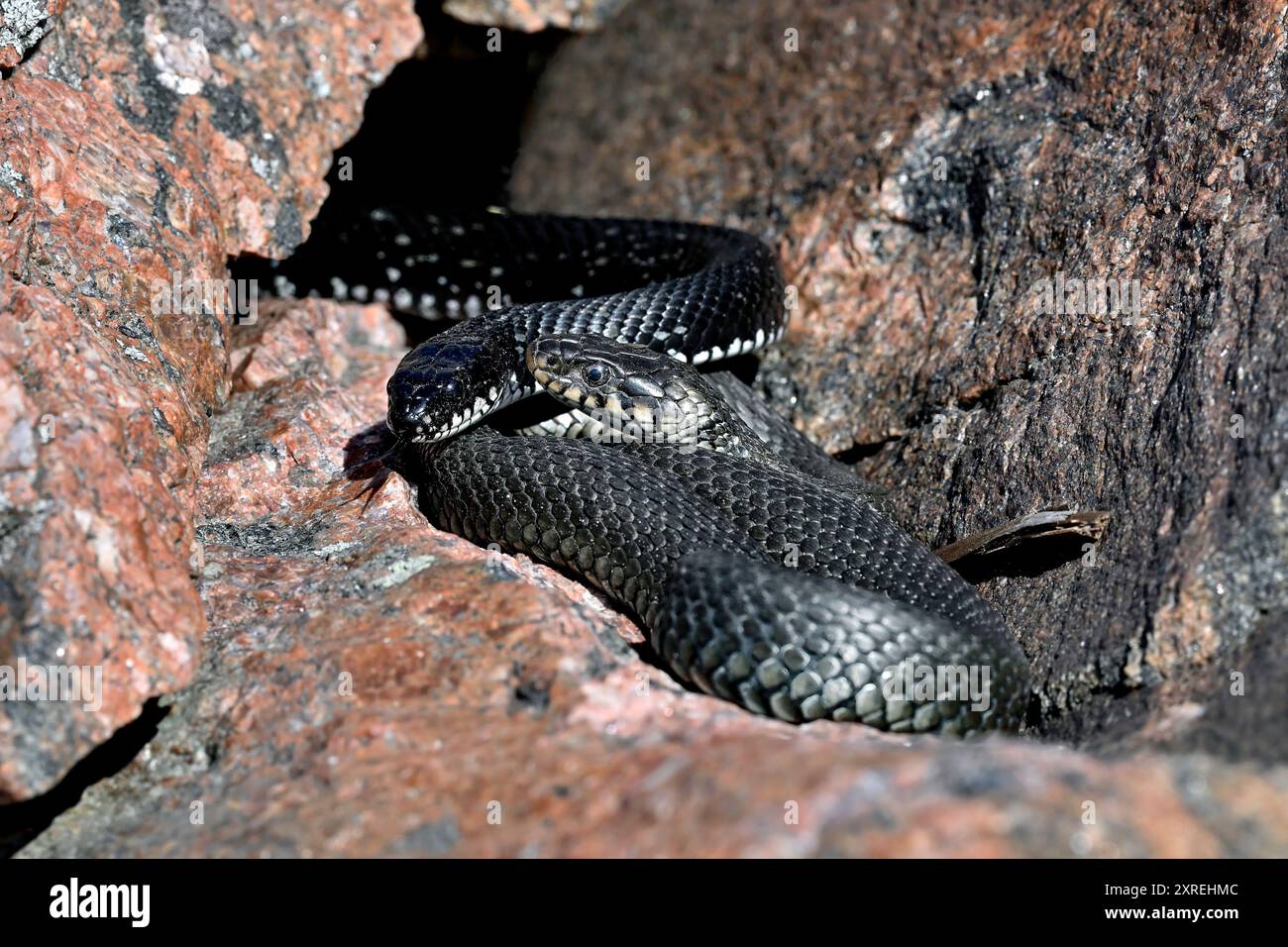 Grasschlangen kneifen sich in der Felsspalte Stockfoto