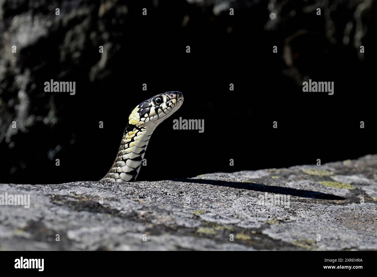Grasschlange schaut aus dem Felsversteck Stockfoto