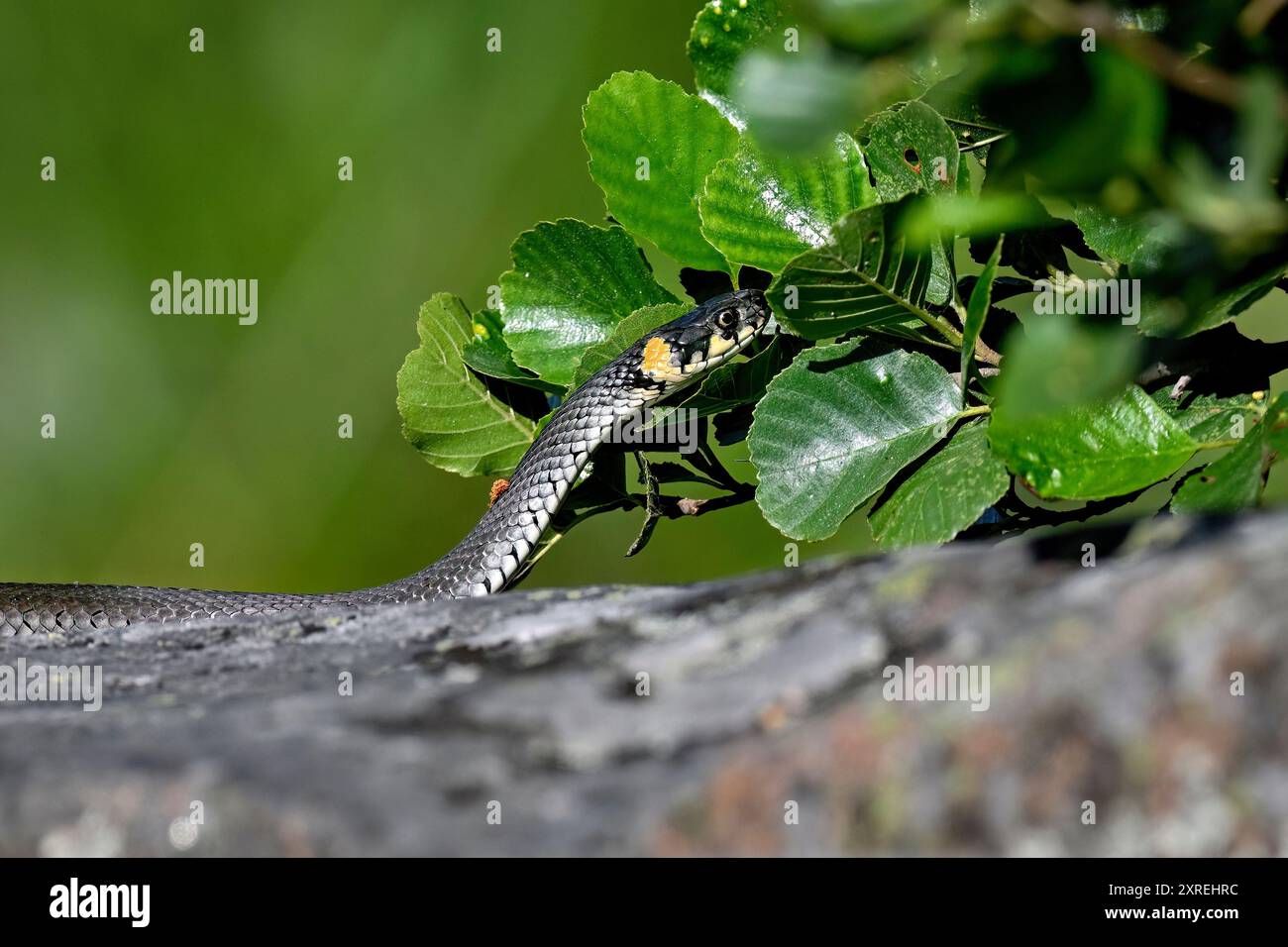 Grasschlange beginnt, in den Busch zu klettern Stockfoto