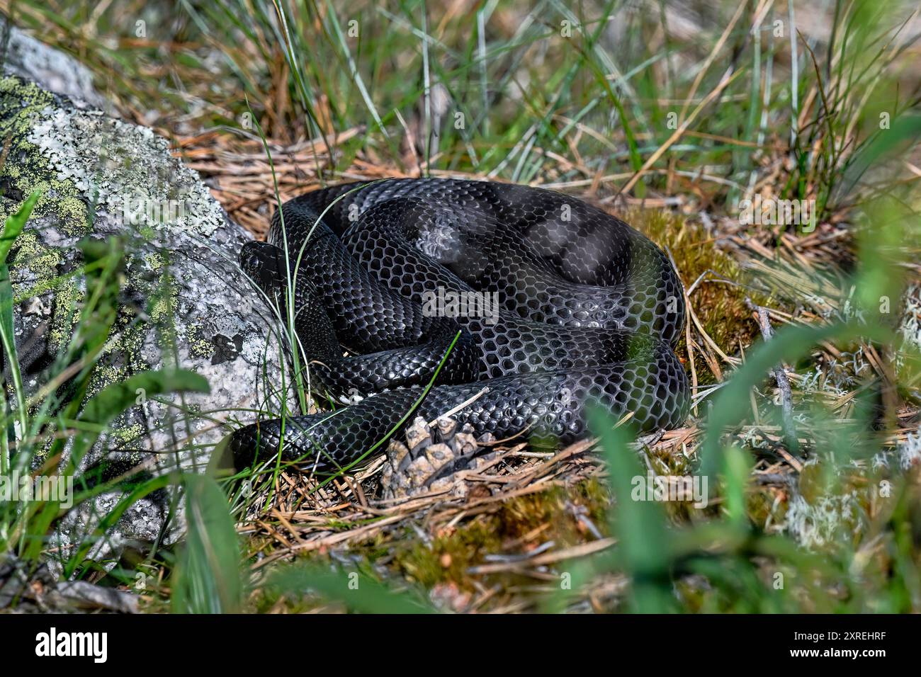 Grasschlange mit neuer, frischer Haut Stockfoto