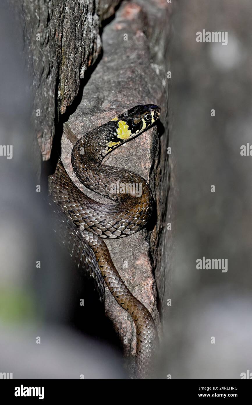 Grasschlange, die sich in der Felsspalte sonnt Stockfoto